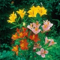 Alstroemeria (Peruvian Lily) HP.jpg