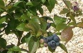 Blueberries 300x193.jpg