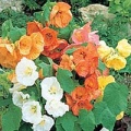 Abutilon.jpg