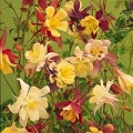 Aquilegia (Columbine) HP.jpg