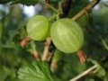 Gooseberry.jpg