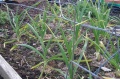 Garlic1.JPG