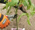 4aa-tomato-trim-1-.jpg