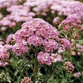 Achillea (Yarrow) HP.jpg